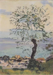Weidebaum am See